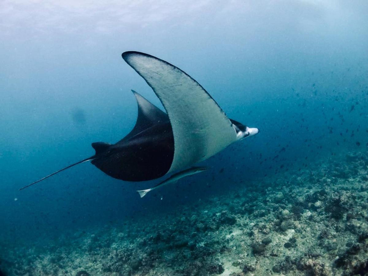 Vilu Thari Inn Maldives Mahibadhoo Luaran gambar